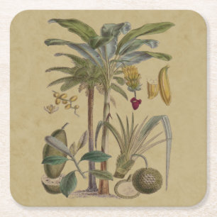 Dessous De Verre Carré Palm Antique Fruit Tropical Art Botanique