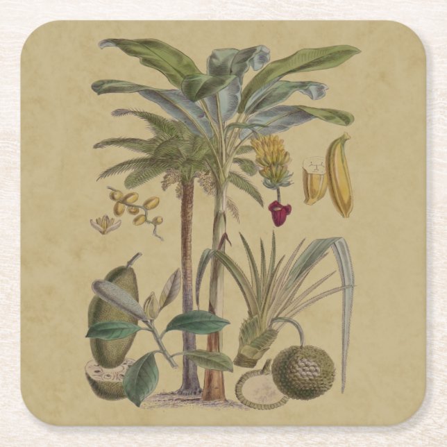 Dessous De Verre Carré Palm Antique Fruit Tropical Art Botanique (Devant)