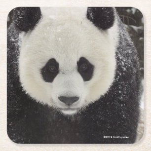 Dessous De Verre Carré Panda géant dans la neige