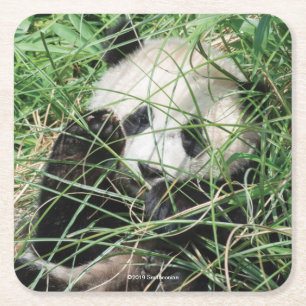 Dessous De Verre Carré Panda géant se cachant dans l'herbe