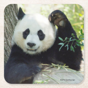 Dessous De Verre Carré Panda géant se reposant contre l'arbre