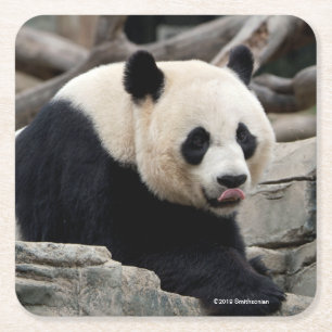 Dessous De Verre Carré Panda géant sur des roches
