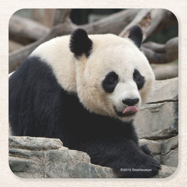 Dessous De Verre Carré Panda géant sur des roches (Devant)