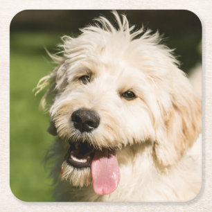Dessous De Verre Carré Panneaux de coquelicot de Goldendoodle