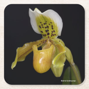 Dessous De Verre Carré Paphiopedilum Exul