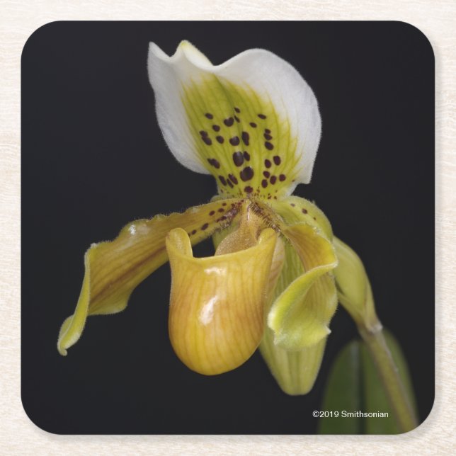 Dessous De Verre Carré Paphiopedilum Exul (Devant)