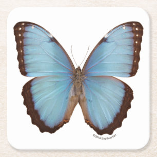 Dessous De Verre Carré Papillon bleu de Morpho