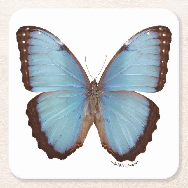 Dessous De Verre Carré Papillon bleu de Morpho (Devant)