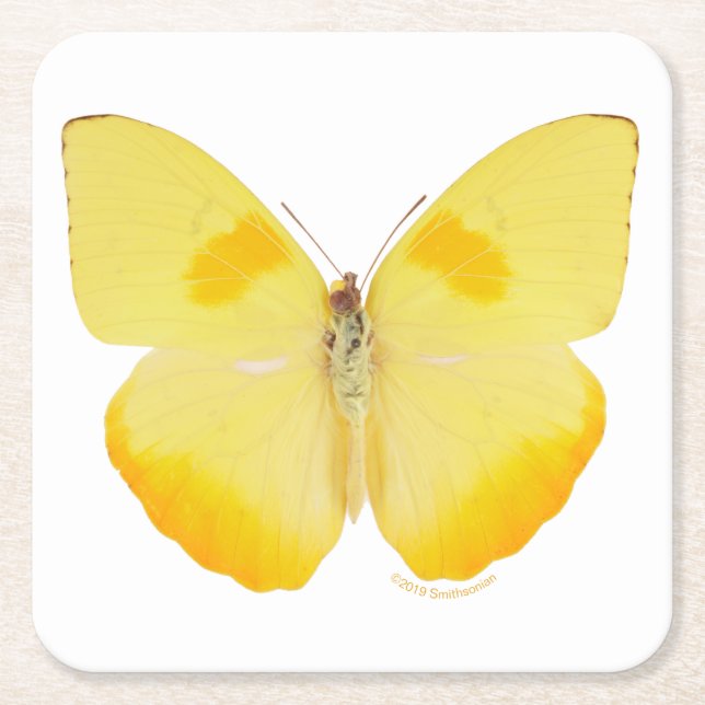 Dessous De Verre Carré Papillon commun de jaune d'herbe (Devant)