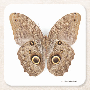 Dessous De Verre Carré Papillon de hibou