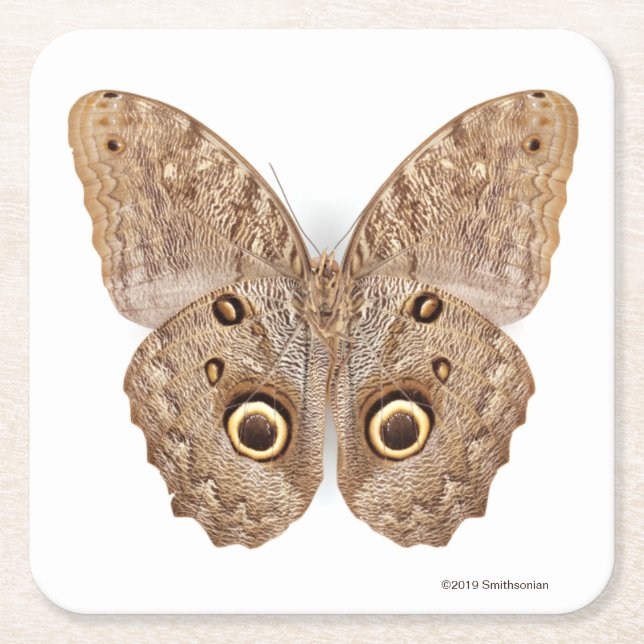 Dessous De Verre Carré Papillon de hibou (Devant)