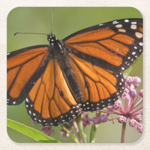 Dessous De Verre Carré Papillon monarque mâle sur Asclépiade incarnate