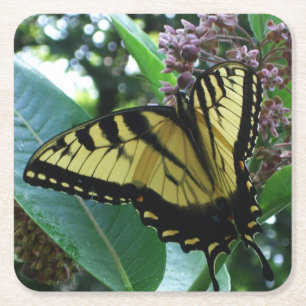 Dessous De Verre Carré Papillon Swallowtail I sur Asclépiade à Shenandoah
