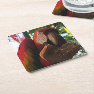 Dessous De Verre Carré Parrot Macaw Scarlet Manger Toast