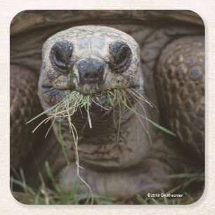 Dessous De Verre Carré Pâturage de tortue d'Aldabra