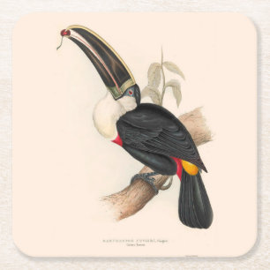 Dessous De Verre Carré Peinture animalière d'antiquités Toucans