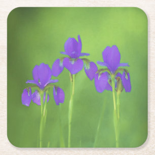 Dessous De Verre Carré Peinture Iris Violet - Art Fleur Originale