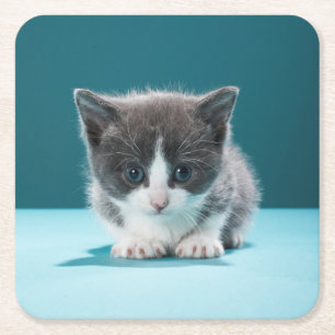 Dessous De Verre Carré Petit chaton