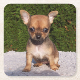 Dessous De Verre Carré Petit Chihuahua Chien chiot mignon
