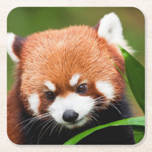 Dessous De Verre Carré Petit Panda Rouge