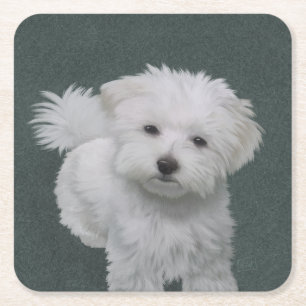 Dessous De Verre Carré Petit portrait de chien blanc