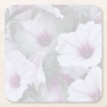 Pétunias Rose Et Blanc