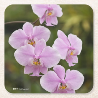 Dessous De Verre Carré Phalaenopsis Schilleriana