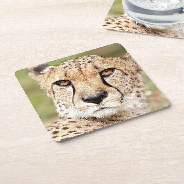 Dessous De Verre Carré Photo guepard, chat, animaux. (Incliné)