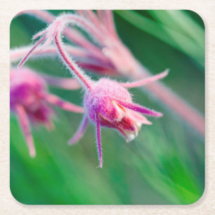 Dessous De Verre Carré Photo macro de fleurs de prairie dans le Montana