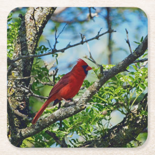 Dessous De Verre Carré Photographie d'oiseau sauvage du cardinal rouge