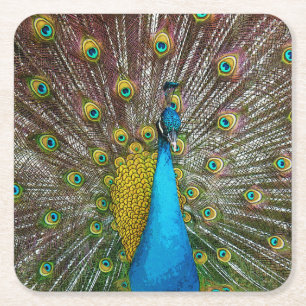 Dessous De Verre Carré Pierrafeu avec Plumage Royal sur écran