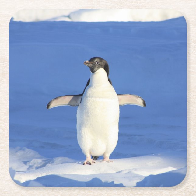Dessous De Verre Carré Pingouin (Devant)