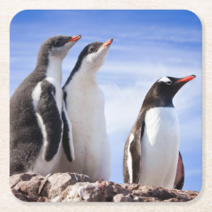 Dessous De Verre Carré Pingouins en Antarctique