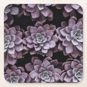 Dessous De Verre Carré plantes succulents aux magnifiques motifs