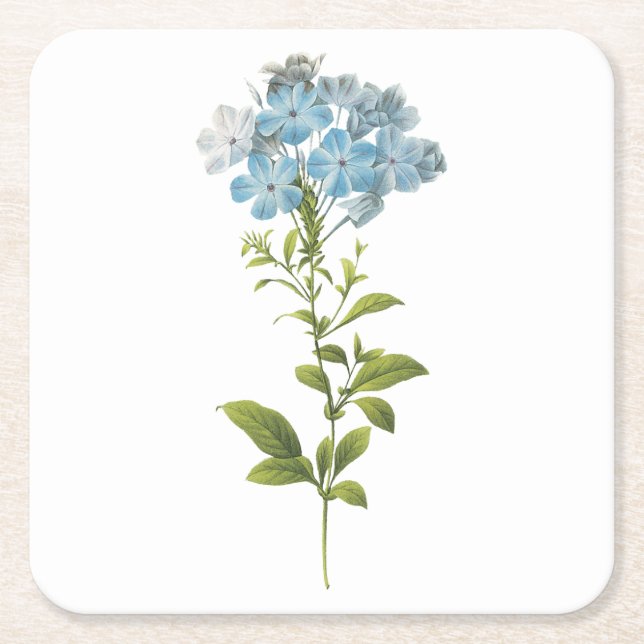 Dessous De Verre Carré Plumbago caerulea par Redouté (Devant)