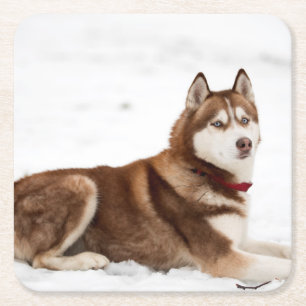 Dessous De Verre Carré Portrait de Cute Sibérien Husky