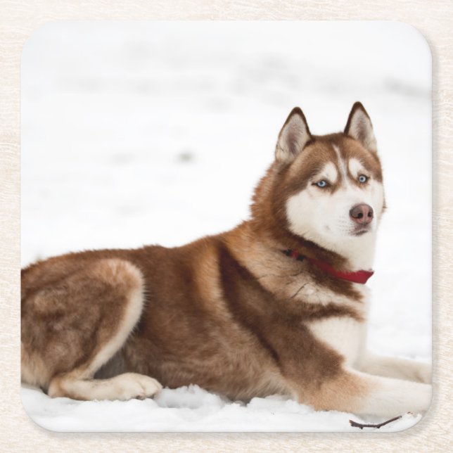 Dessous De Verre Carré Portrait de Cute Sibérien Husky (Devant)