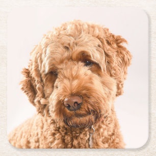 Dessous De Verre Carré Portrait de Goldendoodle Studio