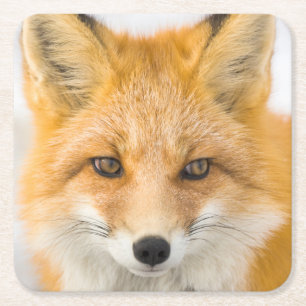 Dessous De Verre Carré Portrait de renard roux