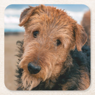 Dessous De Verre Carré Portrait d'un Airedale Terrier
