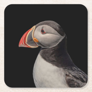 Dessous De Verre Carré Puffin Atlantique en Machias, Maine