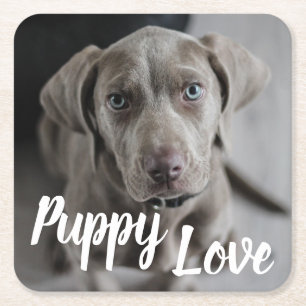 Dessous De Verre Carré Puppy Lote Mignonne Weimaraner Chien
