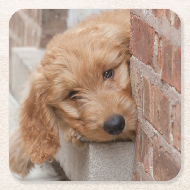 Dessous De Verre Carré Puppy Pékin (Devant)