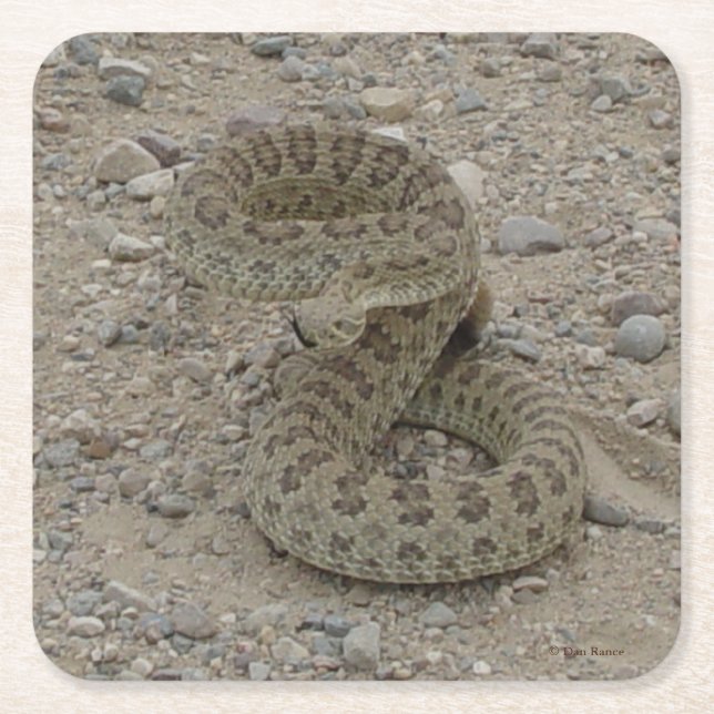 Dessous De Verre Carré R9 Prairie Rattlesnake (Devant)