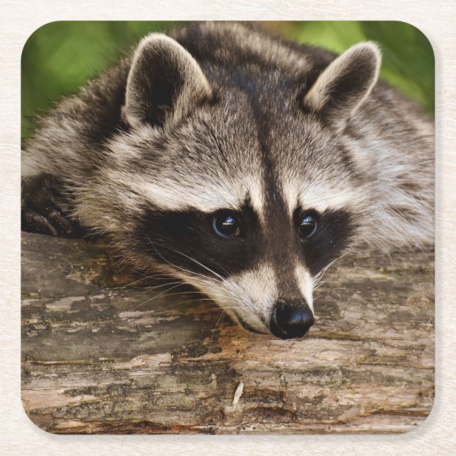 Dessous De Verre Carré Raccoon mignon reposant sur un journal (Devant)