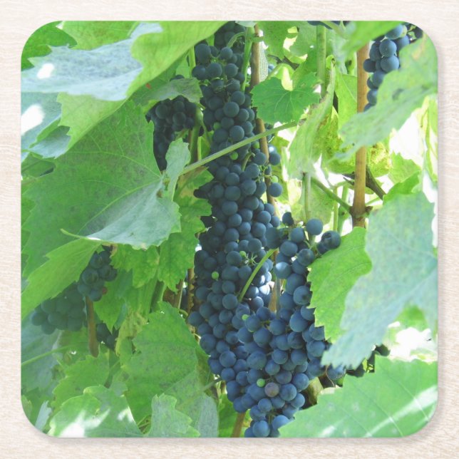 Dessous De Verre Carré Raisins Bleus (Devant)