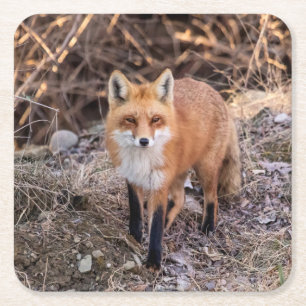 Dessous De Verre Carré Red Fox de près et personnel