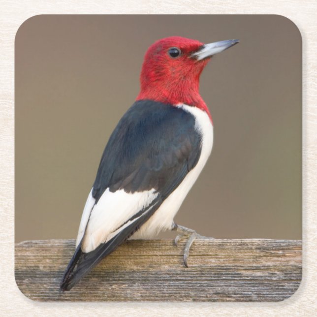 Dessous De Verre Carré Red-headed Woodpecker on fence (Devant)