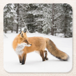 Dessous De Verre Carré Renard rouge en neige blanche