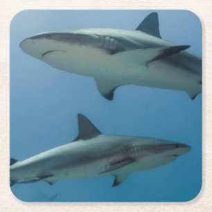 Dessous De Verre Carré Requin des Caraïbes de récif